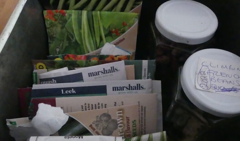 Looking in the Seed Tin