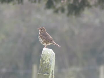 Mistle Thrush